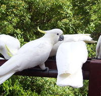 Lorikeet Lane BB - Hotels Melbourne