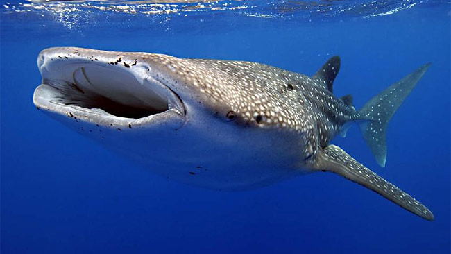 Exmouth Holiday Homes - Hotels Melbourne