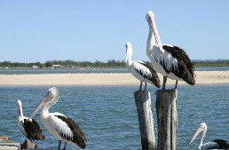 Tuncurry Sunset Motel - Hotels Melbourne 3