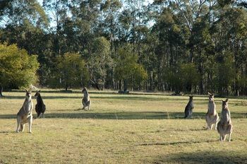 Hunter Hideaway Cottages - Hotels Melbourne 14