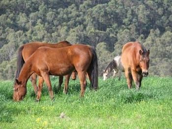 Hill Top Country Guest House - Hotels Melbourne 2