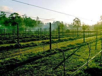Hunter Country Lodge - Hotels Melbourne 3