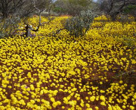 Yalgoo Caravan Park - Hotels Melbourne 3