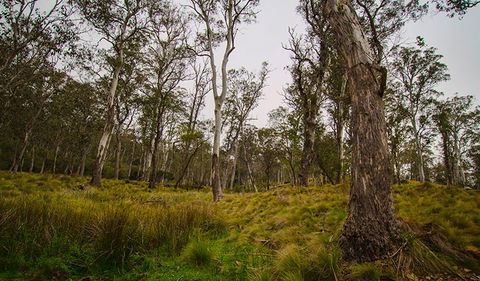 Gummi Falls Campground - Hotels Melbourne 1