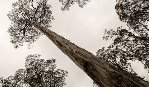 Horse Swamp Campground - Hotels Melbourne 2