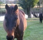 Reynella Kosciusko Rides Accommodation - Hotels Melbourne