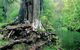 Lyrebird Studio - thumb 1