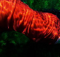 Dark Horse Experiment - Hotels Melbourne