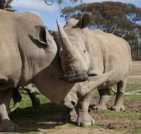 Monarto Zoo - Hotels Melbourne