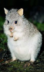 Warrawong Wildlife Park - Hotels Melbourne 1