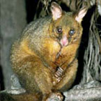 Warrawong Wildlife Park - Hotels Melbourne 2