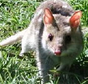 Urimbirra Wildlife Park