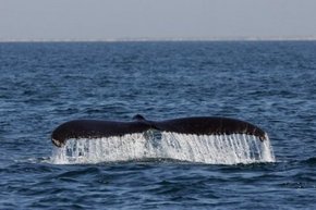 Three Islands Whale Shark Dive - Hotels Melbourne 1