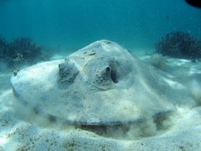 Three Islands Whale Shark Dive - Hotels Melbourne 2