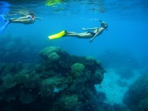 Three Islands Whale Shark Dive - Hotels Melbourne 3