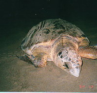 Footprints Adventures