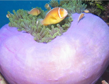 Silver Swift - Hotels Melbourne 1