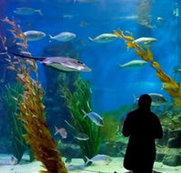 Melbourne Aquarium - Hotels Melbourne