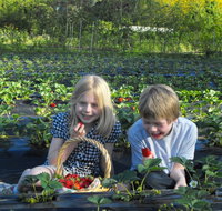 Blue Hills Berries  Cherries