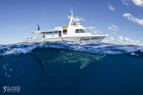 Three Islands Whale Shark Dive - Hotels Melbourne 4