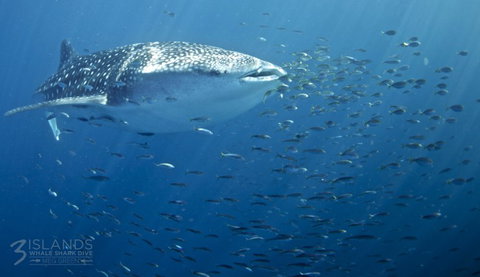Three Islands Whale Shark Dive - Hotels Melbourne 5