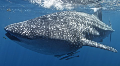 Three Islands Whale Shark Dive - Hotels Melbourne 7