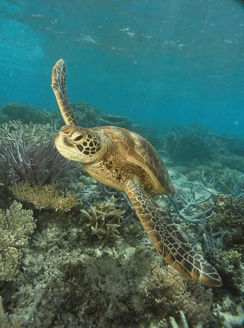 Big Cat Green Island Reef Cruises - Hotels Melbourne 2