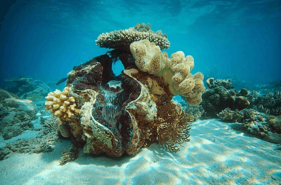 Big Cat Green Island Reef Cruises - thumb 3