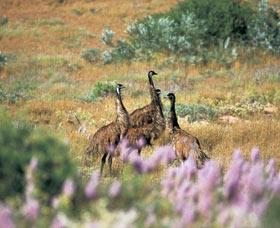 Jurabi Coastal Reserve - Hotels Melbourne 0