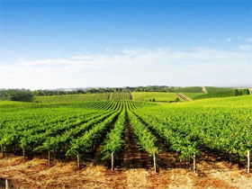 Aldinga Bay Winery - Hotels Melbourne 0