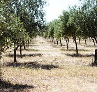 Talinga Grove Olive Oils