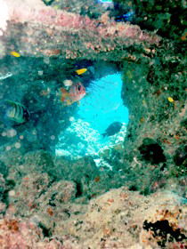 Michaelmas Cay Dive Site - Hotels Melbourne 0
