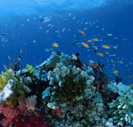 Southern Small Detached Reef Dive Site - Hotels Melbourne