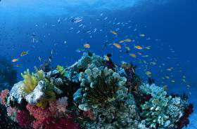 Southern Small Detached Reef Dive Site - Hotels Melbourne 0