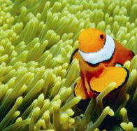 Thetford Reef Dive Site - Hotels Melbourne