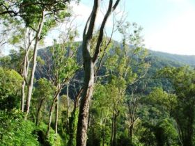 Smiths Track, Barron Gorge National Park - Hotels Melbourne 0