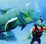 Cod Hole Dive Site - Hotels Melbourne