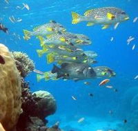 Coral Gardens Dive Site Flynn Reef - Hotels Melbourne