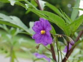 Alpha Native Flower Garden - Hotels Melbourne 0