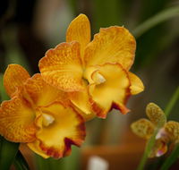 Queens Park - Orchid House - Hotels Melbourne