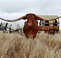 Texas Longhorn Wagon Tours and Safaris - Hotels Melbourne