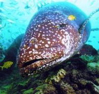 Lady Musgrave Island Dive Sites