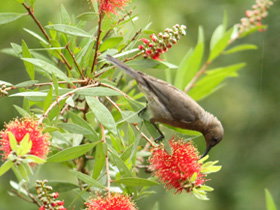 Birdwatching In Dysart - Hotels Melbourne 0