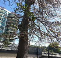 The Leichhardt Tree - Hotels Melbourne