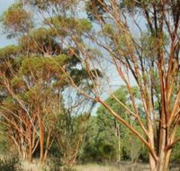 Myall Park Botanic Garden