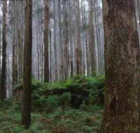 Kinglake National Park