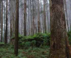 Kinglake National Park - Hotels Melbourne 0