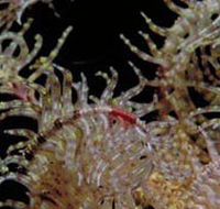 Point Danger Marine Sanctuary - Hotels Melbourne