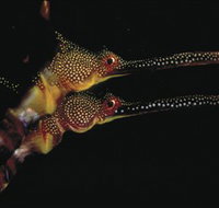 Eagle Rock Marine Sanctuary