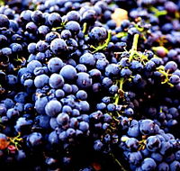 Nandroya Vineyard - Hotels Melbourne